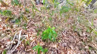SONE-860 [中文字幕]温泉旅行和闺蜜自拍时突遭强暴魔袭击！自拍画面秒变真实强奸实录！白上咲花